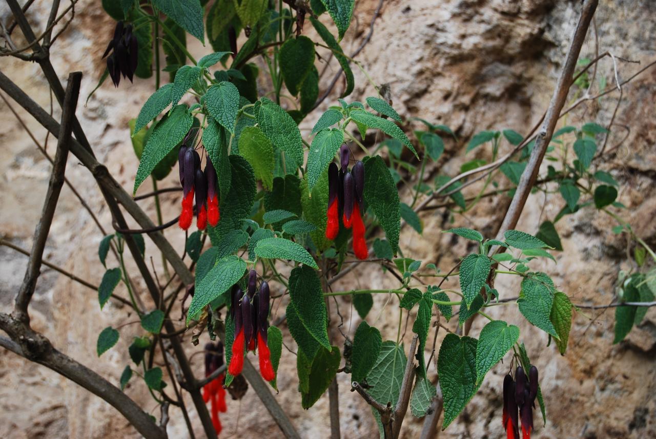 Peru Quechua'S Lodge أويانتيتامْبو المظهر الخارجي الصورة