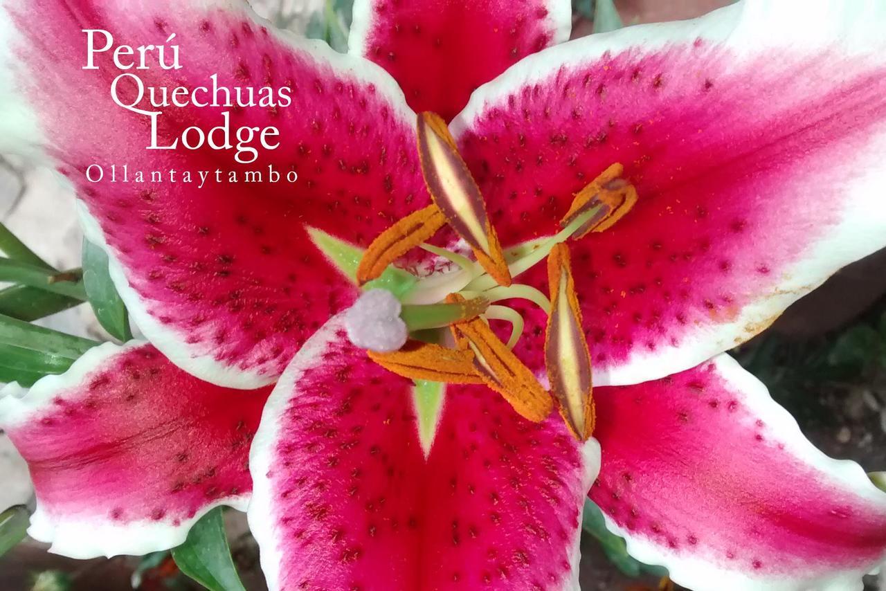 Peru Quechua'S Lodge أويانتيتامْبو المظهر الخارجي الصورة